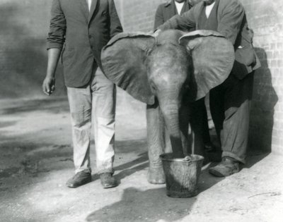 Jonge Afrikaanse olifant Kiberenge krijgt een drankje van Darisha en zijn verzorgers, London Zoo, september 1923 door Frederick William Bond